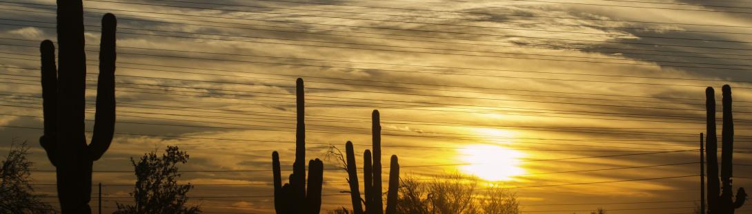 Saguaro-Sunset-48958825_m.jpg