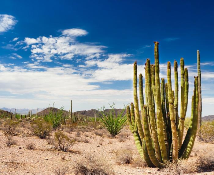 Saguaro-National-Forest-8295988_m.jpg