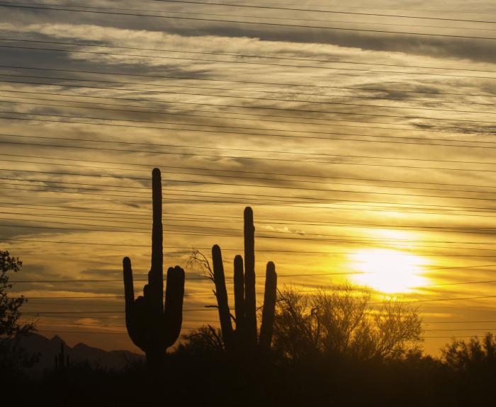 Saguaro-Sunset-48958825_m.jpg